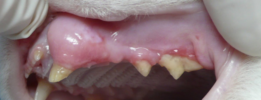 Feline Tooth Resorption Dental Disease in Cats
